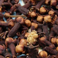 Syzygium aromaticum (L.) Merr. & L.M.Perry